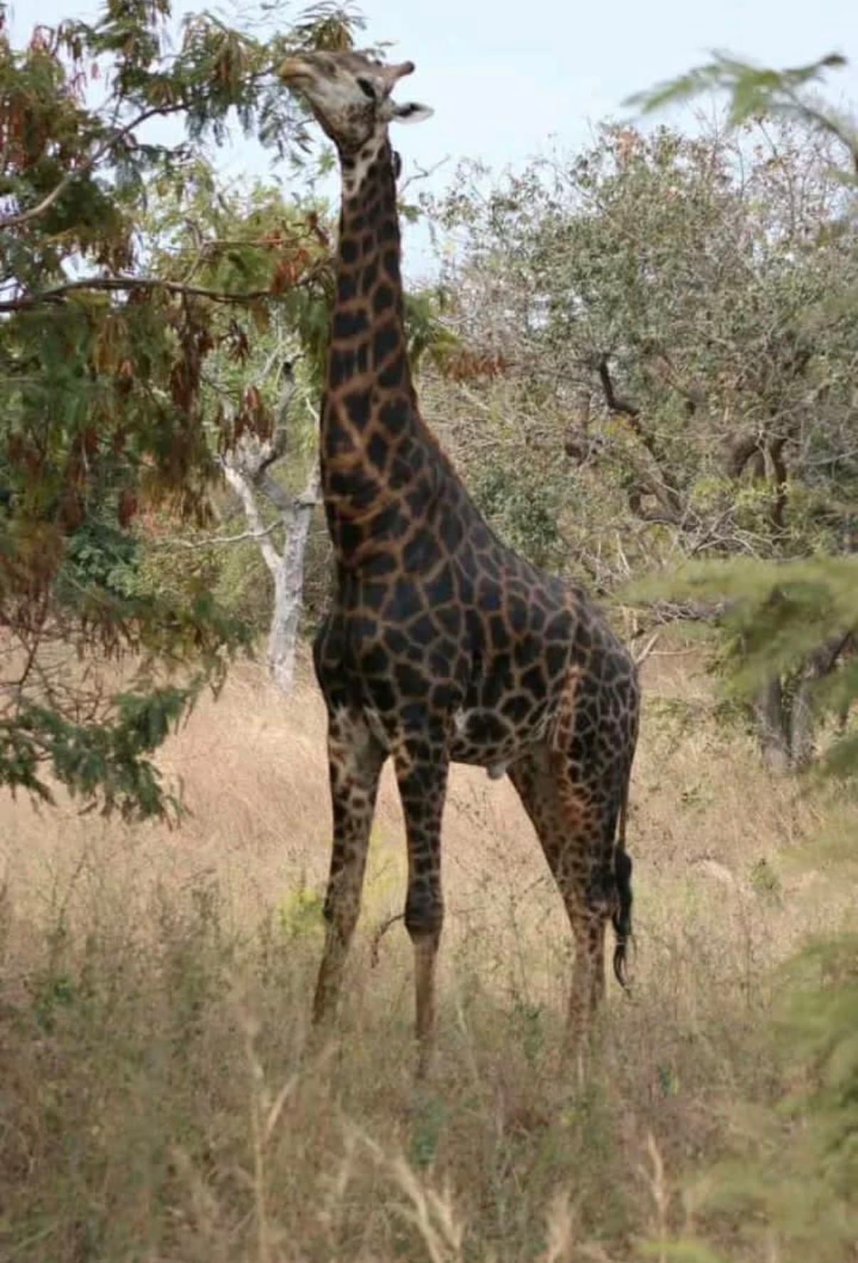 A happy group of guests standing together beneath a giant tree in The Gambia.