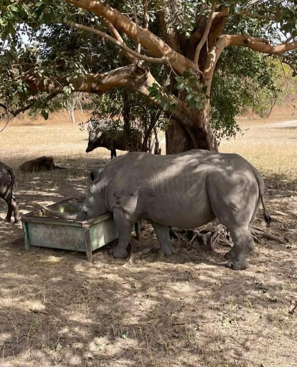Rhino encounter during a guided wildlife outing.