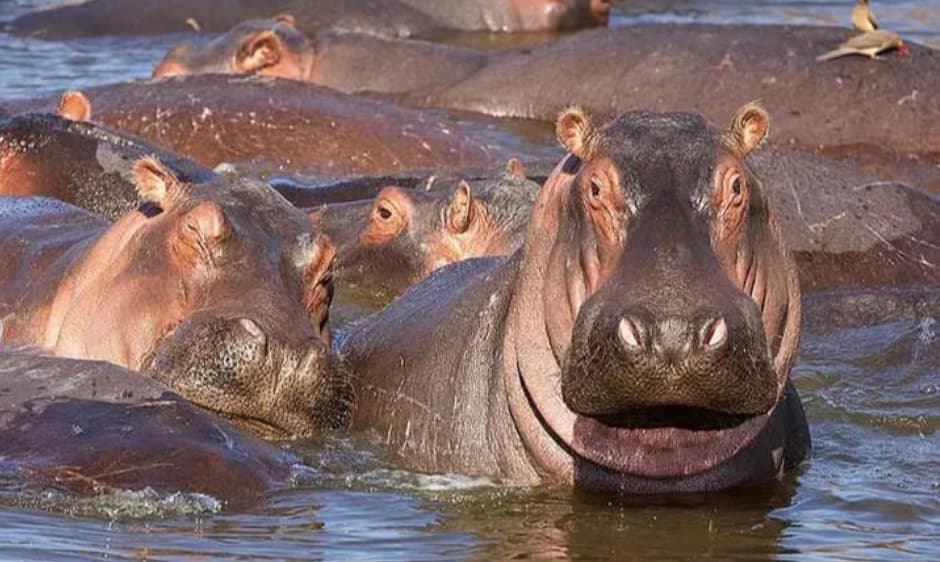 Guests and their guide posing by a large historic tree during a tour in The Gambia.