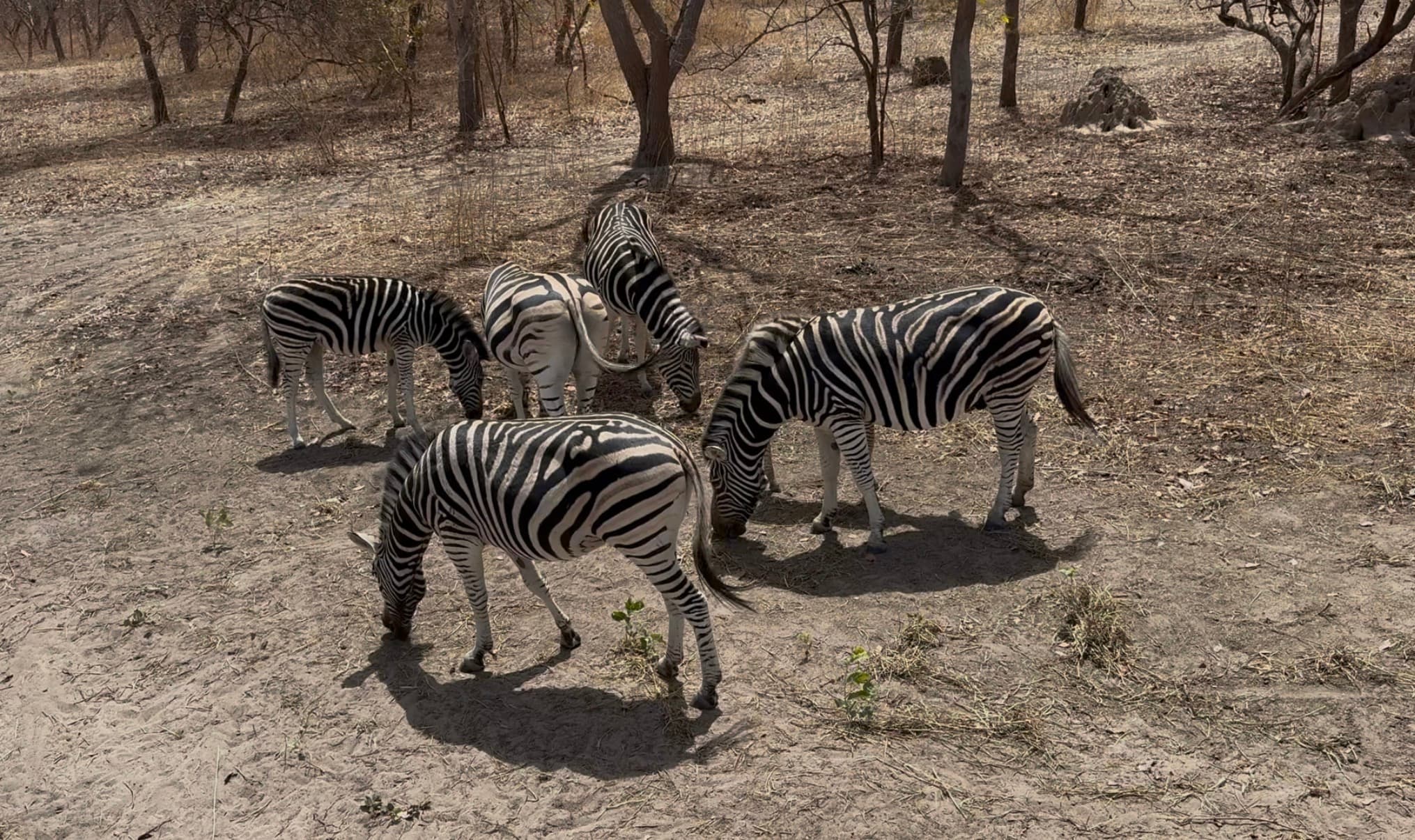 Zebras grazing during a safari-style day trip arranged by Aladdin Tours.